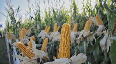 NK presente en Expoagro 2024 con lanzamientos en sus tres líneas de cultivos