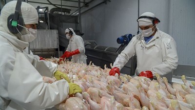 Argentina logró la reapertura del mercado de productos avícolas del Reino Unido
