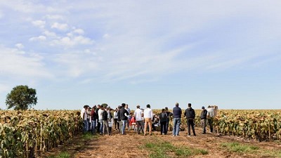 Claves para el manejo del girasol