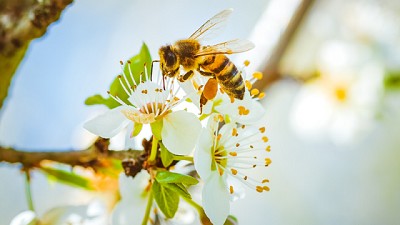 Abejas y abejorros ventajas y desventajas en la polinización