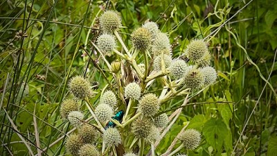 En busca del escarabajo perdido