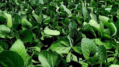 Punto de equilibrio de la soja en el eje de 2.500 kilogramos por hectárea