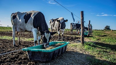 Con dietas a base de soja, las vacas lecheras la pasan mejor