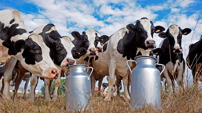 Cascarilla de soja: la clave para mejorar el consumo y estado sanitario de las vacas en transición