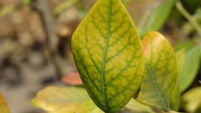 Importancia de la Nutrición Mineral en la producción de fruta