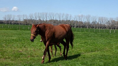 Fortalecimiento de la identificación electrónica equina para el acceso a mercados de exportación