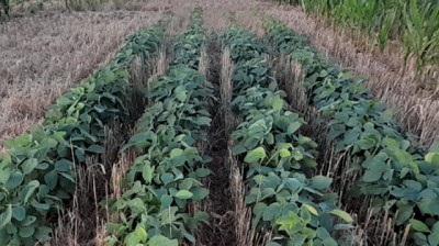 Intersiembra, beneficios para una producción sustentable