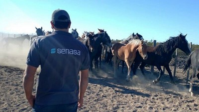 Río Negro: Control del despacho de equinos con destino a faena y su identificación electrónica