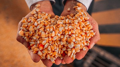 Biocombustibles: una nueva levadura transgénica fue aprobada en Argentina y promete impulsar el volumen de producción