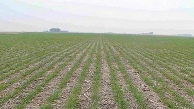 Perspectiva optimista de la demanda de fertilizantes luego de una leve caída en 2023