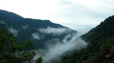 Cuánto carbono pueden almacenar los bosques nativos