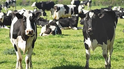 Las perspectivas de precio de la leche para este 2024