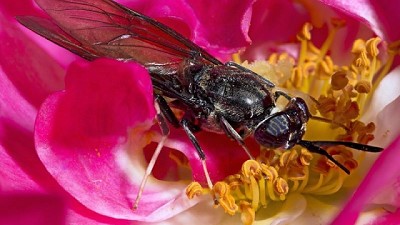 Cooperativas pusieron en marcha una planta para criar 