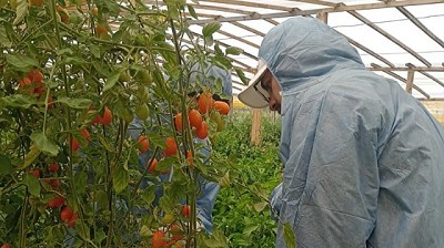 Monitoreo sanitario en plantaciones de tomate en el valle inferior del Río Chubut