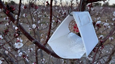 Medidas sanitarias para resguardar las áreas protegidas contra mosca de los frutos