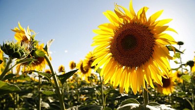 El girasol busca su Norte