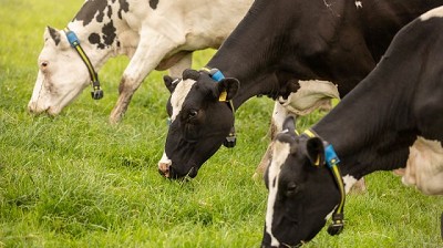 Industria ganadera: esta tecnología colabora a preservar la seguridad alimentaria