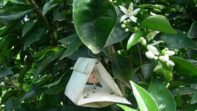 Recomendaciones frente al alerta por mosca de los frutos en el NEA