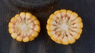 Chicharrita: consejos de un experto de Agrarias-UNLZ para evitar más daños