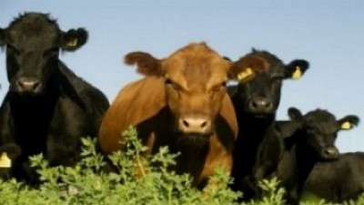 La certificación europea en bienestar animal llega a Latinoamérica