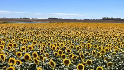 Optimismo para rendimientos de cultivos de verano, a pesar del exceso de lluvias