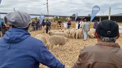 La cooperativa de Zapala, un modelo entre los productores