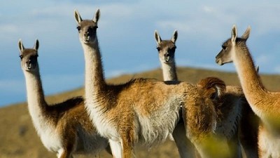 Santa Cruz ya puede vender carne de guanaco a todo el país