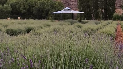 Lavandas del Limay: una experiencia de producción agroecológica