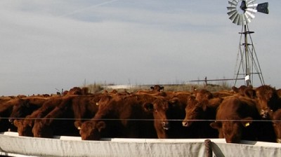 Reservas forrajeras: una herramienta para potenciar la ganadería