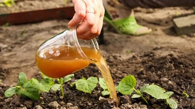 Cómo hacer tu propio abono orgánico en casa