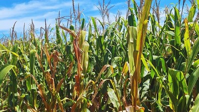 Qué hacer con el cereal y cómo aprovecharlo al máximo