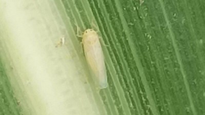 El Gobierno avanza en combatir la enfermedad de la 