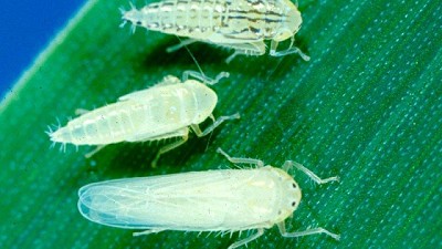 Impacto de la chicharrita: cuánto cayó el rinde en cada región de la zona núcleo