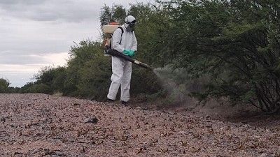Córdoba: Monitoreo y control permitieron la detección de langostas en estadío ninfal