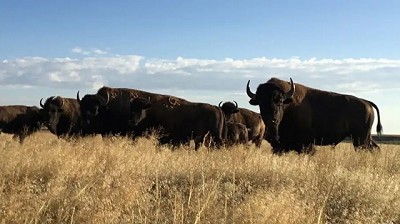 El regreso de los bisontes americanos