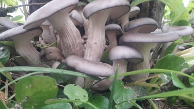 Impulsan la producción agroecológica de hongos comestibles y medicinales