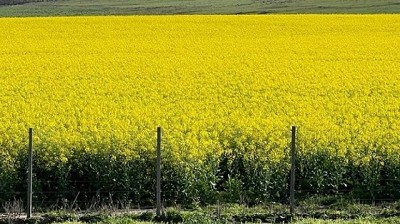 “La cuenta para la colza y la carinata cambió bastante el último mes”, dijo Tisnés
