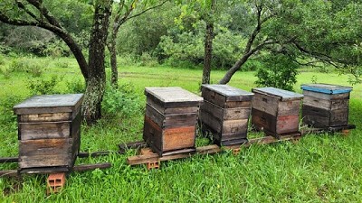 Medidas sanitarias para prevenir el ingreso del pequeño escarabajo de las colmenas