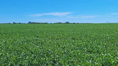 Manejo inteligente: agudizar el ingenio para ganarle a las malezas
