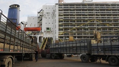Exportación en pie: aparece demanda por ganado preñado y novillos pesados