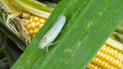 Chicharrita puede afectar hasta un 60% los rindes del maíz