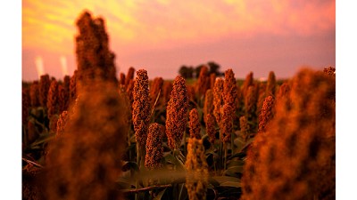 Nuseed presenta su nueva tecnología en control de malezas 