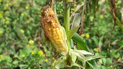 Autorización de tres productos insecticidas para el control de la chicharrita del maíz