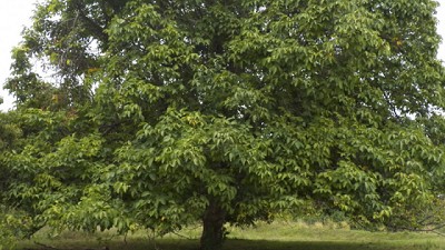 El INTA registra tres nuevas variedades de nogal de alta productividad