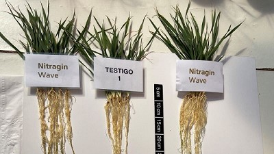 Ensayos muestran que la inoculación de una 