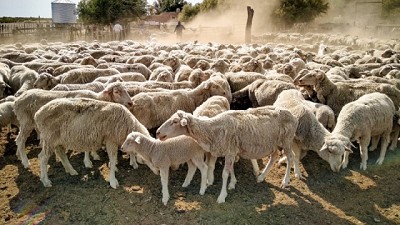 Prevención de enfermedades transmisibles de los animales a las personas