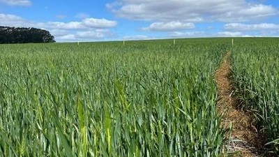 Un consorcio biológico para tratar semillas será protagonista en la campaña triguera