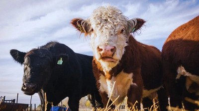 Ganadería: crean la primera central de consumo residual del INTA en Patagonia