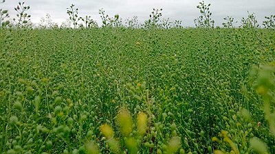 Colaboración Estratégica para Promover el Cultivo de Camelina en Argentina 