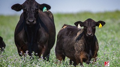 Ser los criadores vigentes de Brangus más antiguos del país es una presión buena